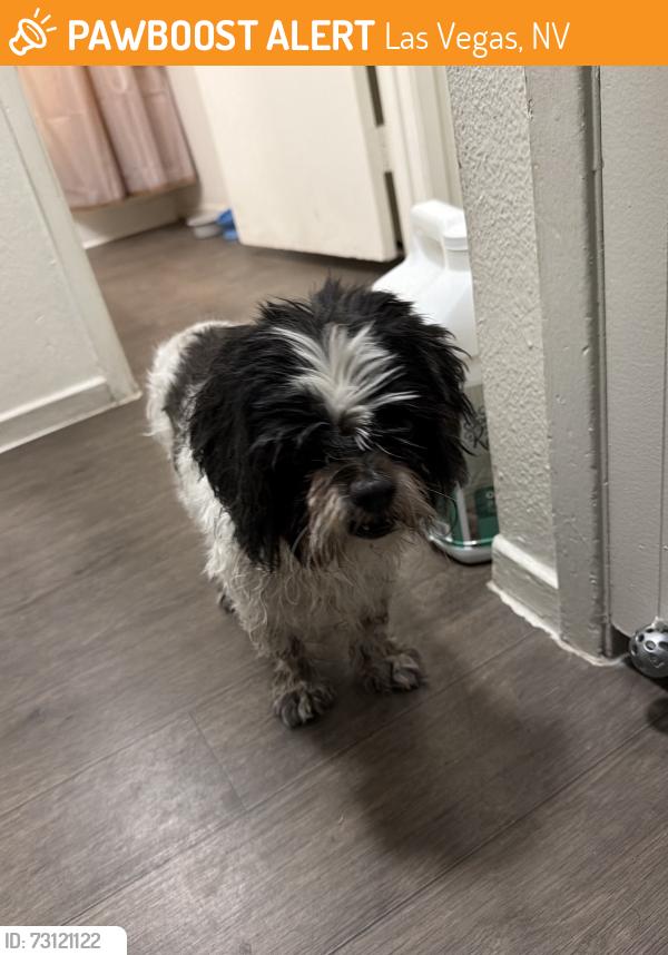Found/Stray Male Dog last seen Tropicana near Victoria apmts, Las Vegas, NV 89122