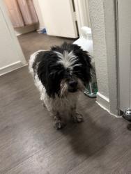 Found/Stray Male Dog last seen Tropicana near Victoria apmts, Las Vegas, NV 89122