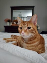 Lost Male Cat last seen Woodvale, Millwoods, Edmonton, AB T6L 1V2