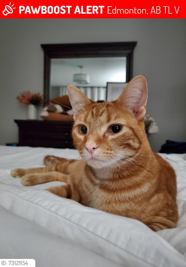 Lost Male Cat last seen Woodvale, Millwoods, Edmonton, AB T6L 1V2