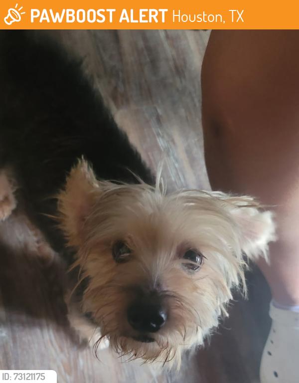 Found/Stray Unknown Dog last seen Near zip code, Houston, TX 77045