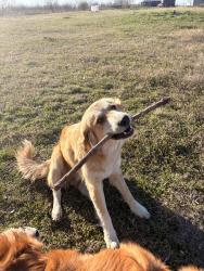 Reunited Male Dog last seen IH 34 & 2728, Terrell, TX 75161