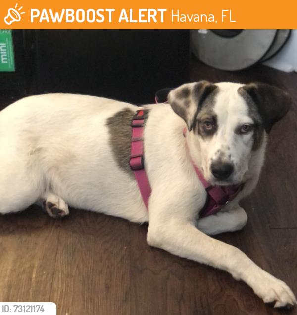 Found/Stray Female Dog last seen Highway 27 Havana, near paintball area and Corner Bar off Shady Rest Road, Havana, FL 32333