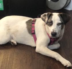 Found/Stray Female Dog last seen Highway 27 Havana, near paintball area and Corner Bar off Shady Rest Road, Havana, FL 32333