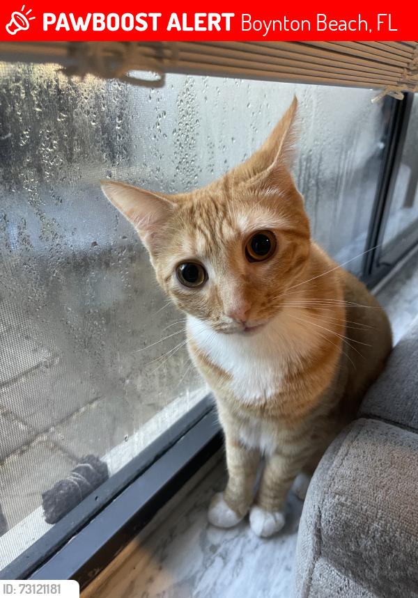 Lost Male Cat last seen Inter lagos, Boynton Beach, FL 33426
