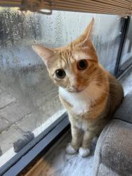 Lost Male Cat last seen Inter lagos, Boynton Beach, FL 33426