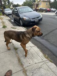 Found/Stray Male Dog last seen Gilman Avenue and I-80 Freeway, Berkeley, CA 94710