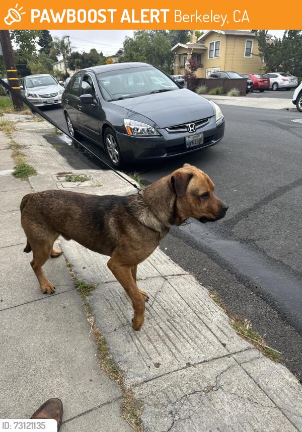 Found/Stray Male Dog last seen Gilman Avenue and I-80 Freeway, Berkeley, CA 94710