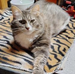 Shelter Stray Female Cat last seen SE 122nd / Burnside, OR, 1700 W Historic Columbia River Hwy, Troutdale, OR 97060, USA
