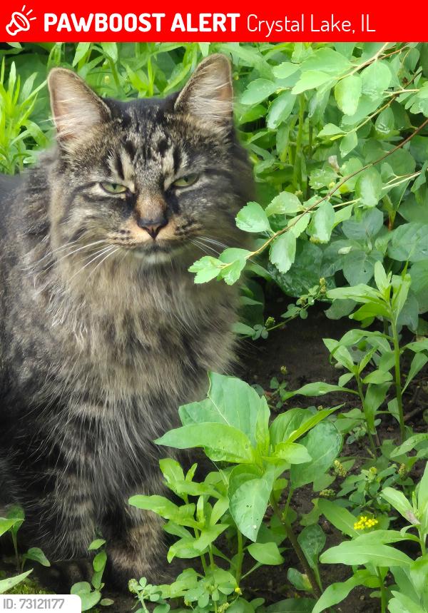 Lost Female Cat last seen Dole Ave and Lake St, Crystal Lake, IL 60014