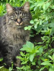 Lost Female Cat last seen Dole Ave and Lake St, Crystal Lake, IL 60014