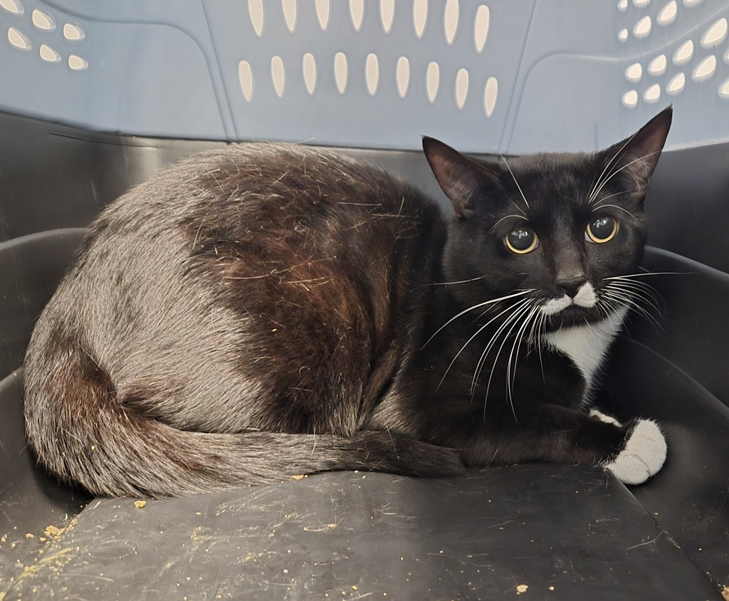 Shelter Stray Male Cat last seen ACC, NEW YORK, NY, 10029, 326 E 110th St, New York, NY 10029, USA