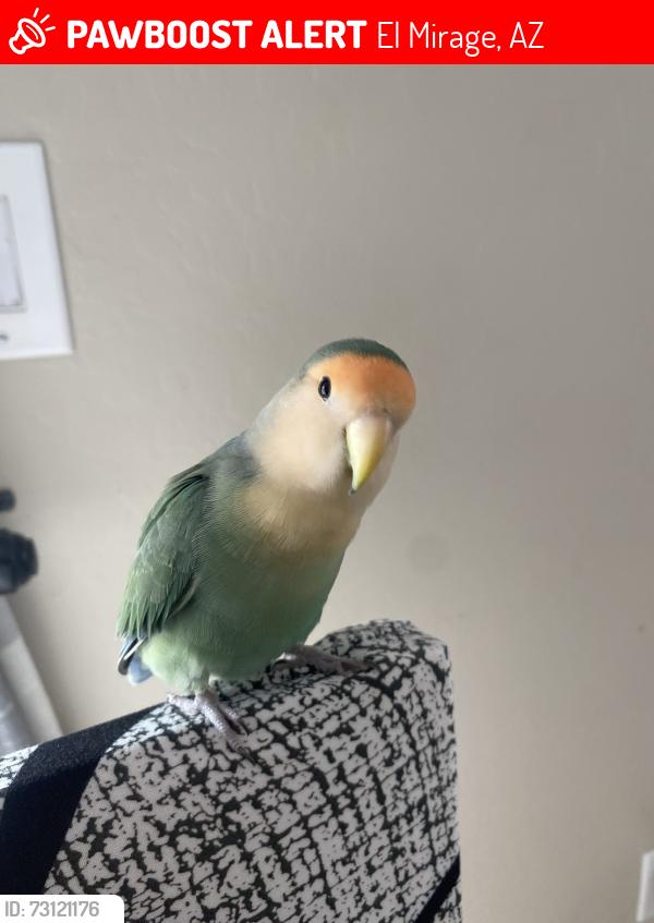 Lost Male Bird last seen El mirage rd & cactus rd, El Mirage, AZ 85335