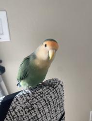 Lost Male Bird last seen El mirage rd & cactus rd, El Mirage, AZ 85335