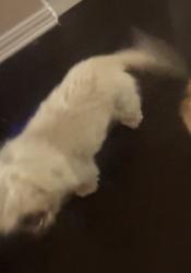 Lost Female Dog last seen Quail Valley, Fort Worth, TX 76244