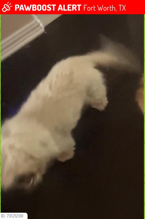 Lost Female Dog last seen Quail Valley, Fort Worth, TX 76244