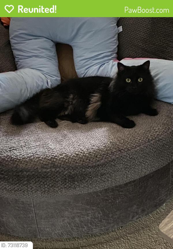 Reunited Male Cat last seen Hanover Air Park, Ashland, VA 23005