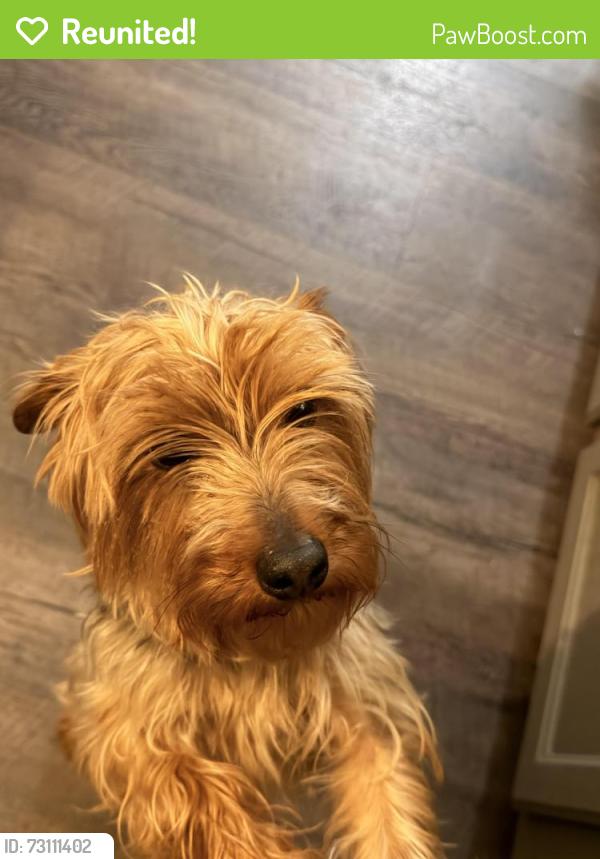 Reunited Male Dog last seen Holden, parksbrook rd, Ellijay, GA 30540