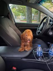 Reunited Female Dog last seen Near Woodland Park Dr, Houston, TX 77082, USA, Houston, TX 77082