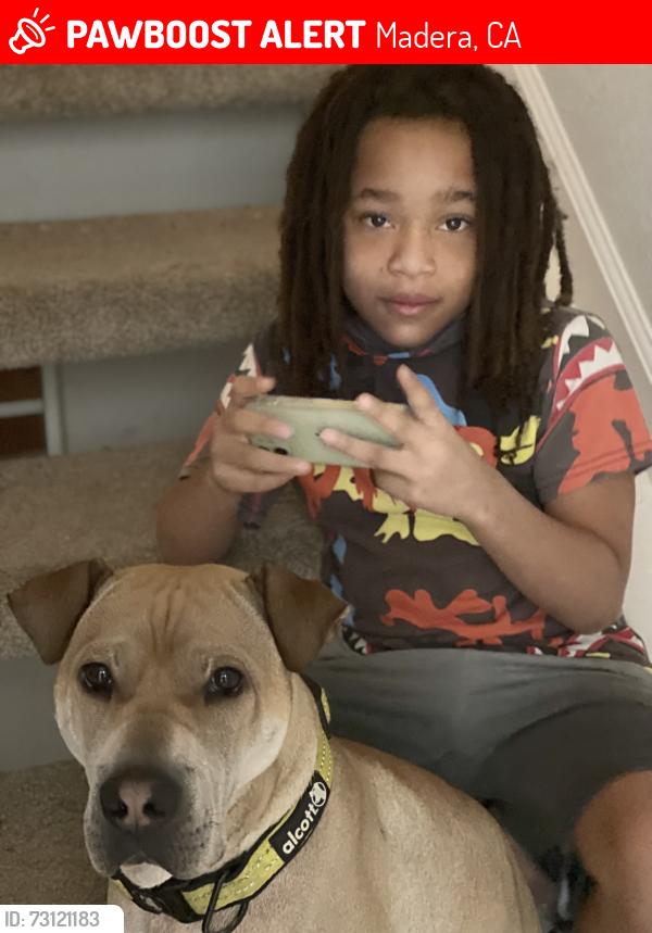 Lost Male Dog last seen Yosemite, near Bank of America, Madera, CA 93638