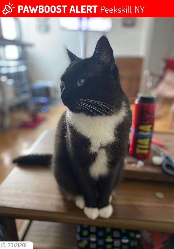 Lost Male Cat last seen Near paulding st, Peekskill, NY 10566