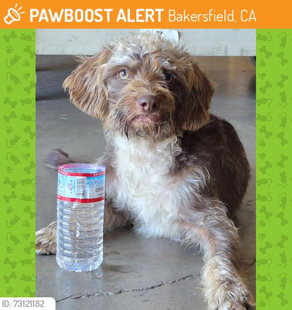 Found/Stray Male Dog last seen Truxtun and Chico Street, Bakersfield CA 93305, Bakersfield, CA 93304