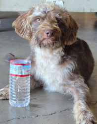 Found/Stray Male Dog last seen Truxtun and Chico Street, Bakersfield CA 93305, Bakersfield, CA 93304