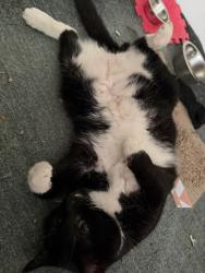 Reunited Female Cat last seen 58th and Ellen, Cleveland, OH 44102