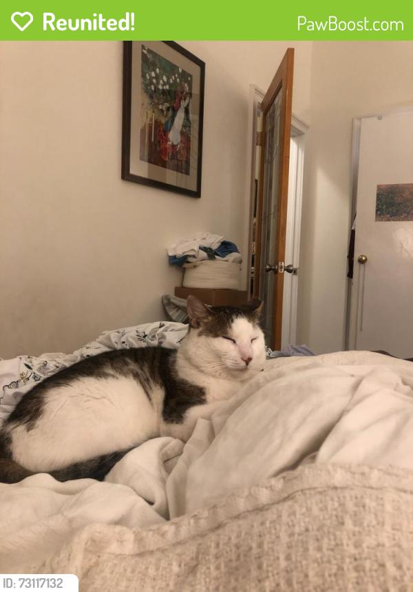 Reunited Male Cat last seen 8th Avenue and 3rd Street, Brooklyn, NY 11215