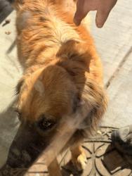 Found/Stray Female Dog last seen Sage street, San Benito County, CA 95023