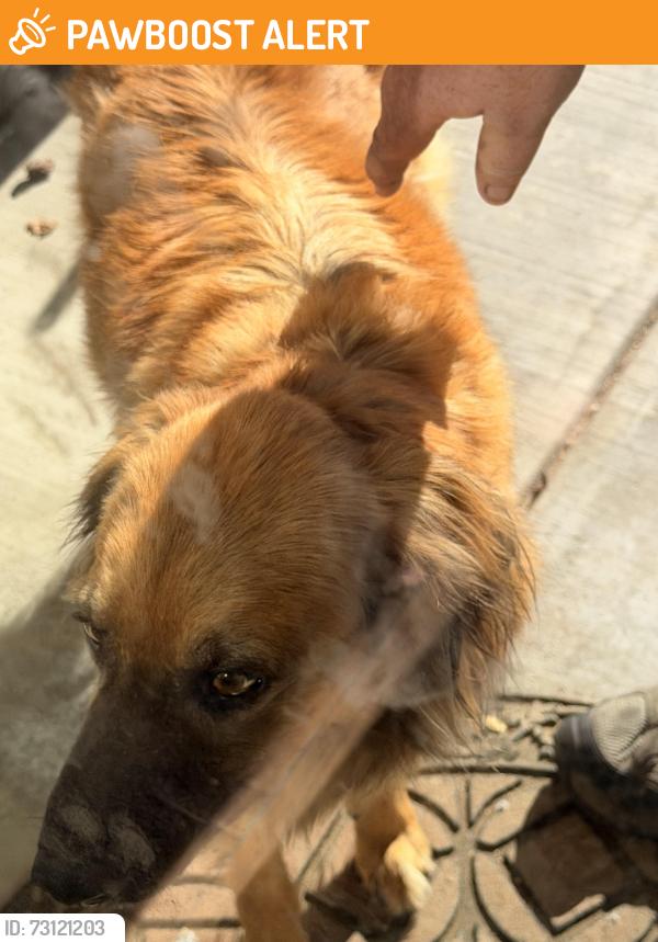 Found/Stray Female Dog last seen Sage street, San Benito County, CA 95023