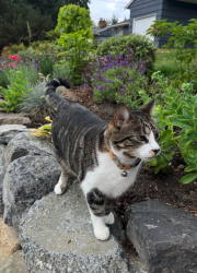 Reunited Female Cat last seen 15th Ave SW between 166th and 168th, Burien, WA 98166