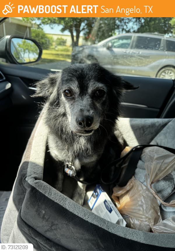 Found/Stray Male Dog last seen apmts, San Angelo, TX 76901