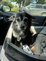 Found/Stray Male Dog last seen apmts, San Angelo, TX 76901
