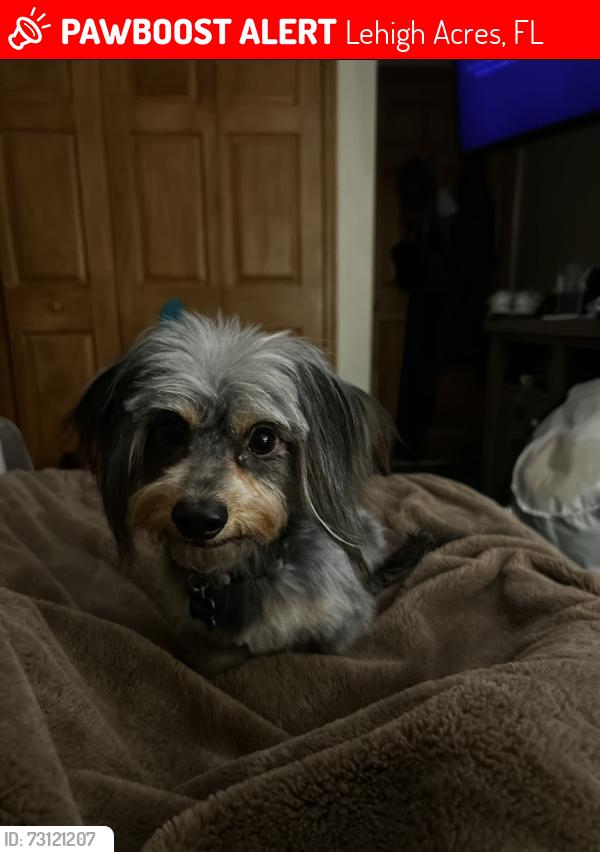 Lost Male Dog last seen Sunshine, 40th, 23rd, Lehigh Acres, FL 33976