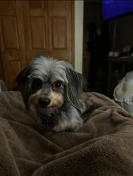 Lost Male Dog last seen Sunshine, 40th, 23rd, Lehigh Acres, FL 33976
