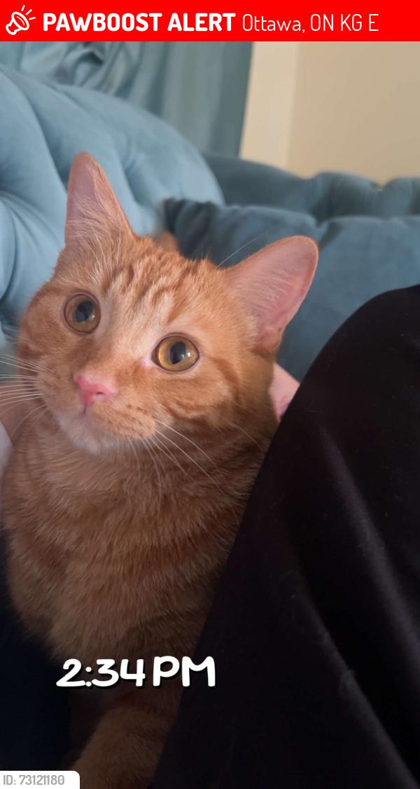 Lost Male Cat last seen 293D Craig Henry Dr, Ottawa, ON K2G 4E9