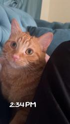 Lost Male Cat last seen 293D Craig Henry Dr, Ottawa, ON K2G 4E9