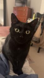 Reunited Female Cat last seen 143rd & Concord Dr, Orland Park, IL 60462