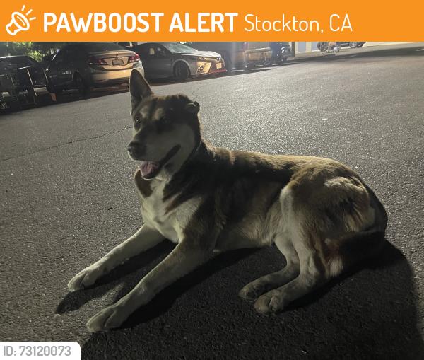 Found/Stray Unknown Dog last seen Walmart hammer lane, Stockton, CA 95212