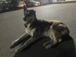 Found/Stray Unknown Dog last seen Walmart hammer lane, Stockton, CA 95212