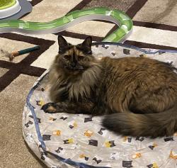 Reunited Female Cat last seen London E12, UK, Greater London, England E12
