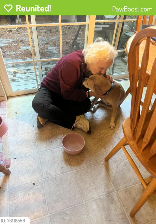 Reunited Female Dog last seen On 236th ST SW By the QFC in Mountlake Terrace, Brier, WA 98036