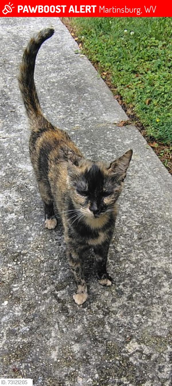 Lost Female Cat last seen The Village Apts @Spring Mills, Martinsburg, WV 25401