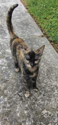 Lost Female Cat last seen The Village Apts @Spring Mills, Martinsburg, WV 25401