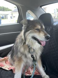 Found/Stray Unknown Dog last seen Monte Rio and Mexicali, New Port Richey, FL 34652