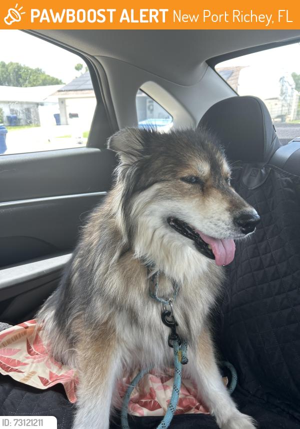 Found/Stray Unknown Dog last seen Monte Rio and Mexicali, New Port Richey, FL 34652