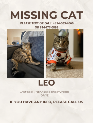 Lost Male Cat last seen Near E Crestwood Dr, Camp Hill, PA 17011
