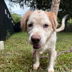 Shelter Stray Female Dog last seen , 8020 Washington St, Port Richey, FL 34668, USA