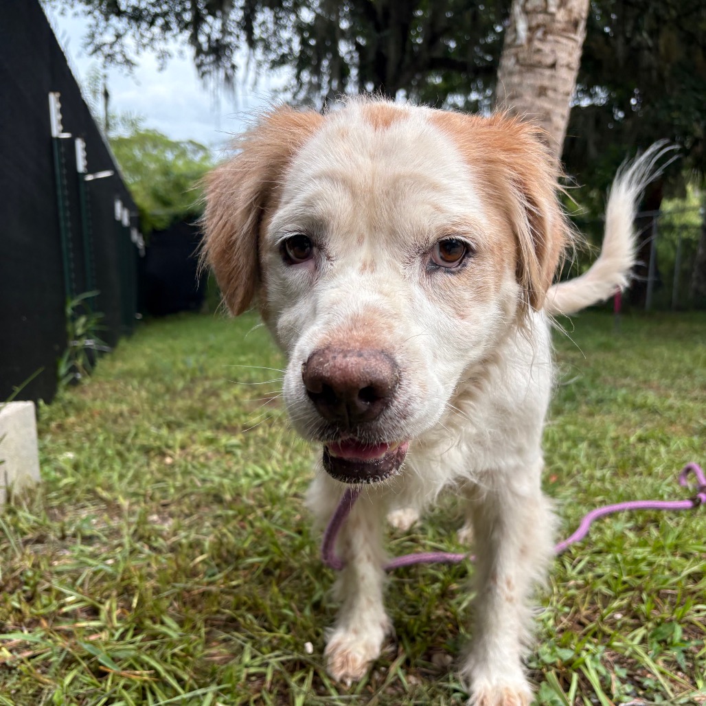 Shelter Stray Female Dog last seen , 8020 Washington St, Port Richey, FL 34668, USA